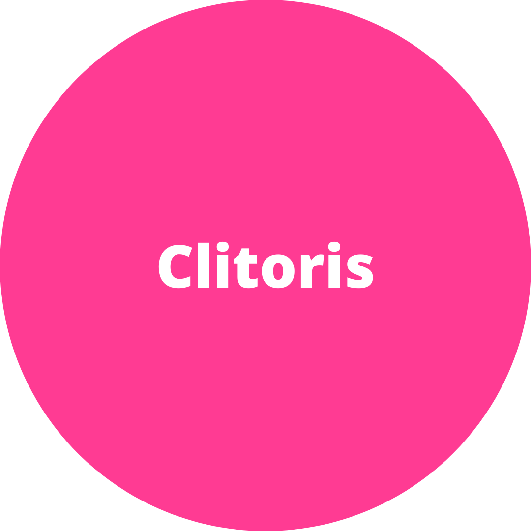 Clitoris