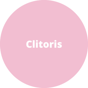 Clitoris