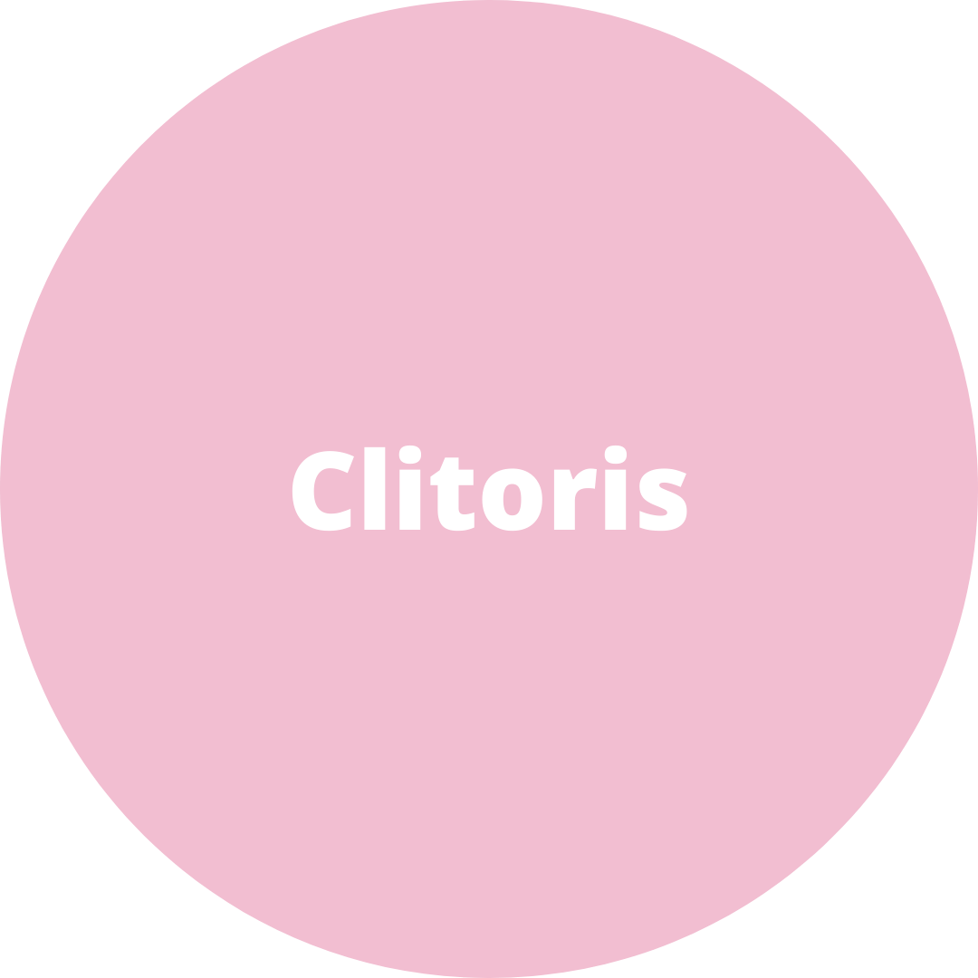 Clitoris
